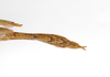 CollectionObject 1557020; 0d27ecb8-263a-4d7f-9bc0-d9fd3b1cc75d: Copyright MNCN, Madrid. male: end of abdomen, dorsal view (paralectotype). (CollectionObject).