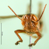CollectionObject 1501908; 40a4986c-a340-4182-93bf-47ed849c84ed: male, frontal view (paralectotype of Tristria suturalis). (CollectionObject).