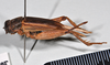 CollectionObject 1520734; 4f9ae50a-53cd-44ee-a8fe-4d092aad43df: copyright Natural History Museum, London. female, lateral view (syntype of Gryllus septentrionalis). (CollectionObject).