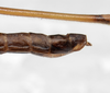 CollectionObject 1576303; SPM SP/EPH/02122, 7b0985aa-2110-48bd-8a7b-2f26f4219712: copyright SPM, Kinabalu. male: end of abdomen, lateral view (paratype). (CollectionObject).