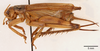 CollectionObject 1522922; f7c11a14-cd10-4a4e-a5c4-e3f487b09250: female, lateral view (holotype). (CollectionObject).
