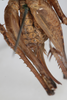 CollectionObject 2376971; 40ae0fbc-a9a1-412d-9ba3-14d71215e6f1: Female, ventral view (syntype). (CollectionObject).