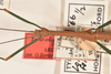 CollectionObject 1560999; 524f3dff-de75-4d3e-940d-8a4ce011418b: copyright OUMNH. male: head & thorax, dorsal view of Lonchodes forcipatus (syntype). (CollectionObject).