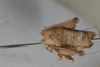 CollectionObject 1475708; 19fbc150-81d7-45ba-a036-b7db7fde2400: Male, #1, terminalia, dorsal view (syntype). (CollectionObject).