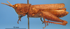 CollectionObject 1538326; 925cd9fe-8f9f-4ad6-a6bf-9d74abb5aeff: female, lateral view (holotype of Truxalis coriacea). (CollectionObject).