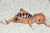 CollectionObject 2782583; 39c0a41a-3258-495d-bb07-3f39e4cdba80, CAS Entomology type 20106: (CollectionObject).
