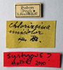 CollectionObject 1506601; d1e387f0-ca89-46d0-a3c7-55adcdd3d81d: female, labels (syntype). (CollectionObject).