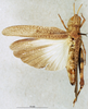 CollectionObject 1580244; 62fe0243-1a31-466d-b88e-6a4680948580: female, dorsal view (paratype). (CollectionObject).