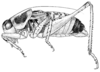Idiostatus magnificus Hebard, 1934: Pl. II, Fig. 4 (type). male (body length 24.2 mm). (Otu).