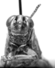 CollectionObject 1521483; 5913f6c2-3ba4-4c22-a725-051c7cefac17: Image, C.S. Carbonell. male, frontal view (syntype of Diponthus communis). (CollectionObject).