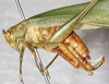 CollectionObject 1475916; NMW 14986, f7a6eafb-9a2b-49e2-a6d4-53969babec58: female, lateral view (holotype of Theudoria nigrolineata). (CollectionObject).