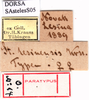 CollectionObject 1530785; 185b8ed6-aa02-402b-8e7d-36381b003410: labels (female syntype). (CollectionObject).