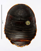 CollectionObject 1587342; MNHN(SF IMPORT DUPLICATE) MNHN-EP-EP1370, df133492-48f7-4e9e-be27-13810ab7515f: CC BY-NC-ND 4.0/MNHN - Depraetere Marion - 2014. Holotype, female, of simandouensis Grandcolas, 1995. Specimen number: MNHN-EP-EP1370. http://coldb.mnhn.fr/catalognumber/mnhn/ep/ep1370. (CollectionObject).
