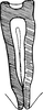 Connective on Altaiotettix forficula Vilbaste, 1965: Connective. (Observation).