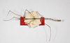 CollectionObject 1561544; 30330bba-5941-41c0-9261-d1ac48dfe74b: copyright ZMHB, Berlin. male, dorsal view (syntype). (CollectionObject).;CollectionObject 1561545; 6b1e6c94-13ab-43a1-a65a-24f44cdb6703: copyright ZMHB, Berlin. male, dorsal view (syntype). (CollectionObject).