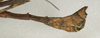 CollectionObject 1557770; NMW 943, 590e4e34-0429-4705-8470-91b930812cbd: copyright NMW, Vienna. male: end of abdomen, lateral view (holotype). (CollectionObject).