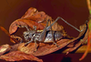 CollectionObject 1536589; CH2239, d37d59dc-7441-4516-a5cc-c24cfb7ed642: male. (CollectionObject).