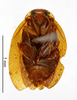 CollectionObject 1587538; MNHN(SF IMPORT DUPLICATE) MNHN-EP-EP1389, 587a9316-7349-4b73-b1f2-e23088df9b5b: CC BY-NC-ND 4.0/MNHN - Depraetere Marion - 2014. Paratype, male, of orientis Hebard, 1926. Specimen number: MNHN-EP-EP1389. http://coldb.mnhn.fr/catalognumber/mnhn/ep/ep1389. (CollectionObject).