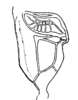 Pg. 106, Fig. 49 (after type). male, stridulating field of tegmina. Depicts Arethaea phantasma Rehn & Hebard, 1914, an Otu.