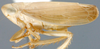 Habitus, lateral view on Cyanidius Emeljanov, 1964: Cyanidius cyanescens, lateral habitus (INHS). (Observation).