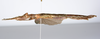 CollectionObject 1590155; 99ee21b4-bf79-42a3-ac15-8cafb04d2655: copyright ZSMC, Munich. male, lateral view (holotype). (CollectionObject).