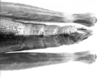 CollectionObject 1525526; 0ccd6566-c2e2-4b6b-80ab-322d919f9508: female abdomen end, dorsal view (allotype). (CollectionObject).