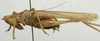 CollectionObject 1535938; ce3eb6ac-4cc0-492d-8d20-16df82832308: male, lateral view (syntype). (CollectionObject).