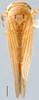 Habitus, dorsal view: !! display not done !! on Neomesus obtusiceps (Berg, 1884): Neomesus obtusiceps, dorsal habitus (INHS). (Observation).