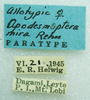 CollectionObject 1568949; 058003ba-a71b-4373-8b2b-34c5ff63f814: female, labels (allotype). (CollectionObject).