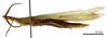 CollectionObject 1538226; 8d7447ef-b199-493a-be99-263e26e8e916: male, lateral view (holotype). (CollectionObject).