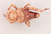 CollectionObject 1518536; 53526df4-d482-4df8-bd8e-cec2411b01ff, NHMUK015982311: male, dorsal view (holotype). (CollectionObject).