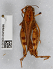 CollectionObject 1578657; 08f2511e-6d90-44a6-b510-de1f7cef17bd: female, dorsal view. (CollectionObject).