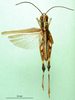 CollectionObject 1501404; 216ad9d5-16a4-44fa-908d-af4556f98d3c: male, dorsal view (lectotype). (CollectionObject).