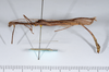 CollectionObject 1563622; ee73d803-2d79-4149-9563-df1676812344: copyright ANSP. male, lateral view (paratype). (CollectionObject).
