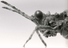 CollectionObject 1506898; 1f2c2497-46a8-48a9-b0c3-8a94adfd83a8: Image C.S. Carbonell. male head and pronotum, lateral view (holotype). (CollectionObject).