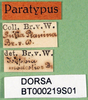 CollectionObject 1590075; f4b9d7fb-e272-467c-91da-3db619e92a7b: labels (paralectotype of Isophya fusconotata). (CollectionObject).