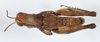 CollectionObject 1527189; 1a1b6f77-d044-4cf4-810e-8a95bc94f526: male, dorsal view (holotype). (CollectionObject).