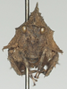 CollectionObject 1577224; c9ad63e8-4552-4421-a9b9-ef3799245e46: female, frontal view. (CollectionObject).