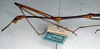CollectionObject 1561656; c57d1036-1d61-41b6-ac02-e70ccd9b783f: copyright NMW, Vienna. male: head and thorax, lateral view (syntype). (CollectionObject).;CollectionObject 1561657; af7f8b0c-f2ac-4f70-80bd-bccbec69bda6: copyright NMW, Vienna. male: head and thorax, lateral view (syntype). (CollectionObject).