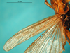 CollectionObject 1521411; 35069580-85a8-4c58-af25-45af67e3dc54: female, wings (holotype of Omocestus toscanus). (CollectionObject).