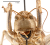 male head, frontal view (holotype). Depicts CollectionObject 1475599; c97e7739-249b-4dae-bf76-d02f6a7dd1c7, a CollectionObject.