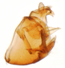 Pygofer, lateral view: !! display not done !! on Nothodelphax lineatipes (Van Duzee, 1897): (Observation).