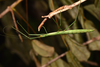 CollectionObject 1597625; 42ae2e81-72fe-4c69-8c00-7e2da31962ac: copyright Paul D. Brock. female, in nature (holotype). (CollectionObject).