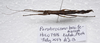 Parabrosoma brevifemurum Seow-Choen, 2018: (Otu).