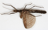 CollectionObject 1562368; NMW 239, d1bbf7c6-0c05-446f-8d0e-e5eab577847c: copyright NMW, Vienna. female, dorsal view (holotype). (CollectionObject).