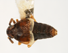 Habitus, dorsal view: !! display not done !! on Pissonotus lactofascius Morgan & Beamer, 1949: (Observation).