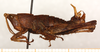 CollectionObject 1499386; 7f037e62-420d-4d4f-9b92-013a45551c27: male, lateral view (holotype). (CollectionObject).