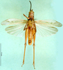 male, ventral view (syntype). Depicts CollectionObject 1500311; 1ed947c7-34b1-4192-a193-64f6bd693138, a CollectionObject.