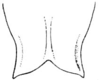 Rhabdocerca tridactyla (Rehn & Hebard, 1914): Fig. 55. male, subgenital plate, ventral outline. (Otu).