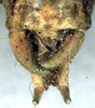 CollectionObject 1531970; 8aadfebb-00be-4c36-b1c9-9c16a7121e15: male cerci (syntype). (CollectionObject).